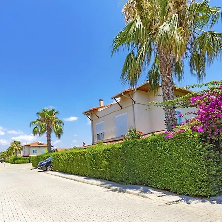 Paradise Town Hazel *